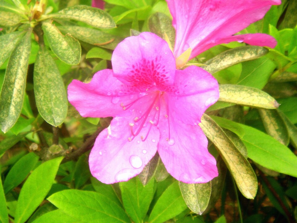 Rhododendron simsii (Indian Azalea) (alternate view 12)