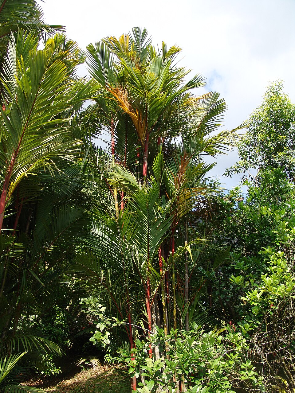 Cyrtostachys renda (Sealing Wax Palm) (alternate view 5)
