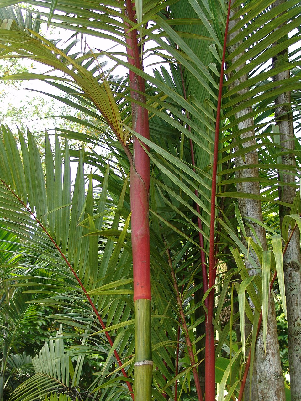 Cyrtostachys renda (Sealing Wax Palm) (alternate view 6)