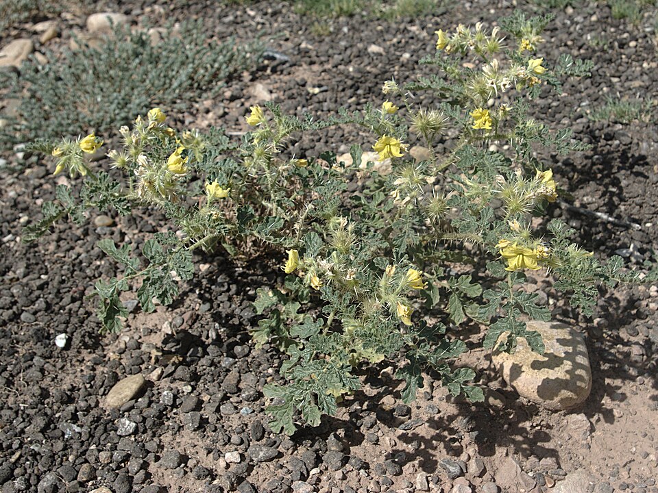 Solanum rostratum (buffalobur) (alternate view 7)