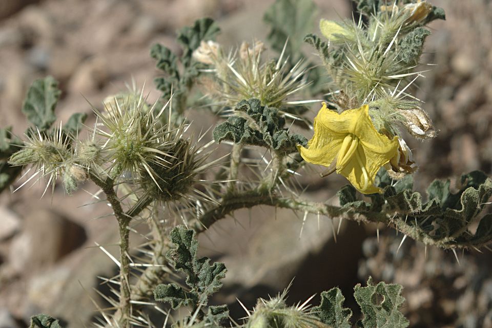 Solanum rostratum (buffalobur) (alternate view 8)