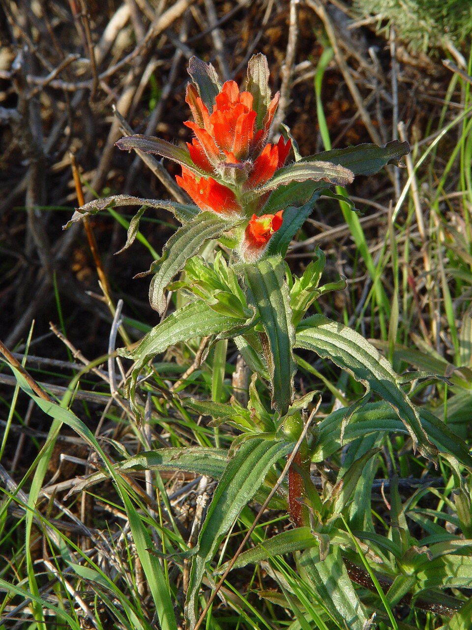 Castilleja affinis (Coast Paintbrush) (alternate view 7)