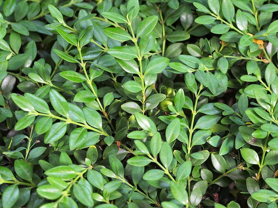 Buxus microphylla 'Winter Gem' (Winter Gem Boxwood) (alternate view 3)