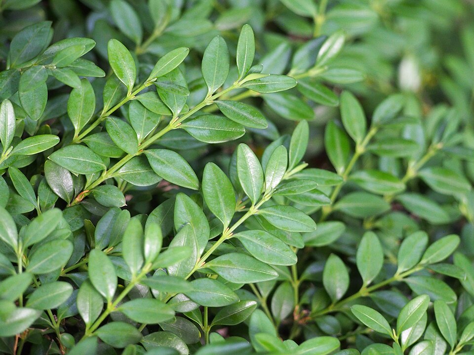 Buxus microphylla 'Winter Gem' (Winter Gem Boxwood) (alternate view 4)