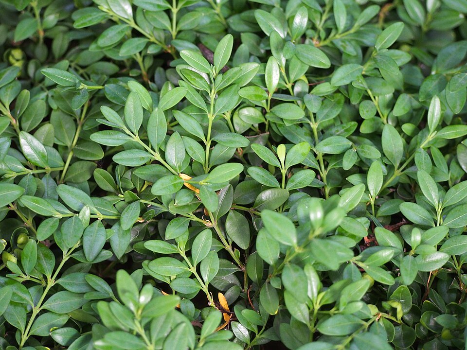 Buxus microphylla 'Winter Gem' (Winter Gem Boxwood) (alternate view 5)