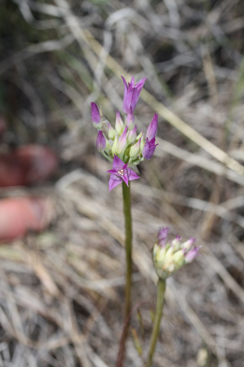 Allium acuminatum (Hooker's Onion) (alternate view 6)