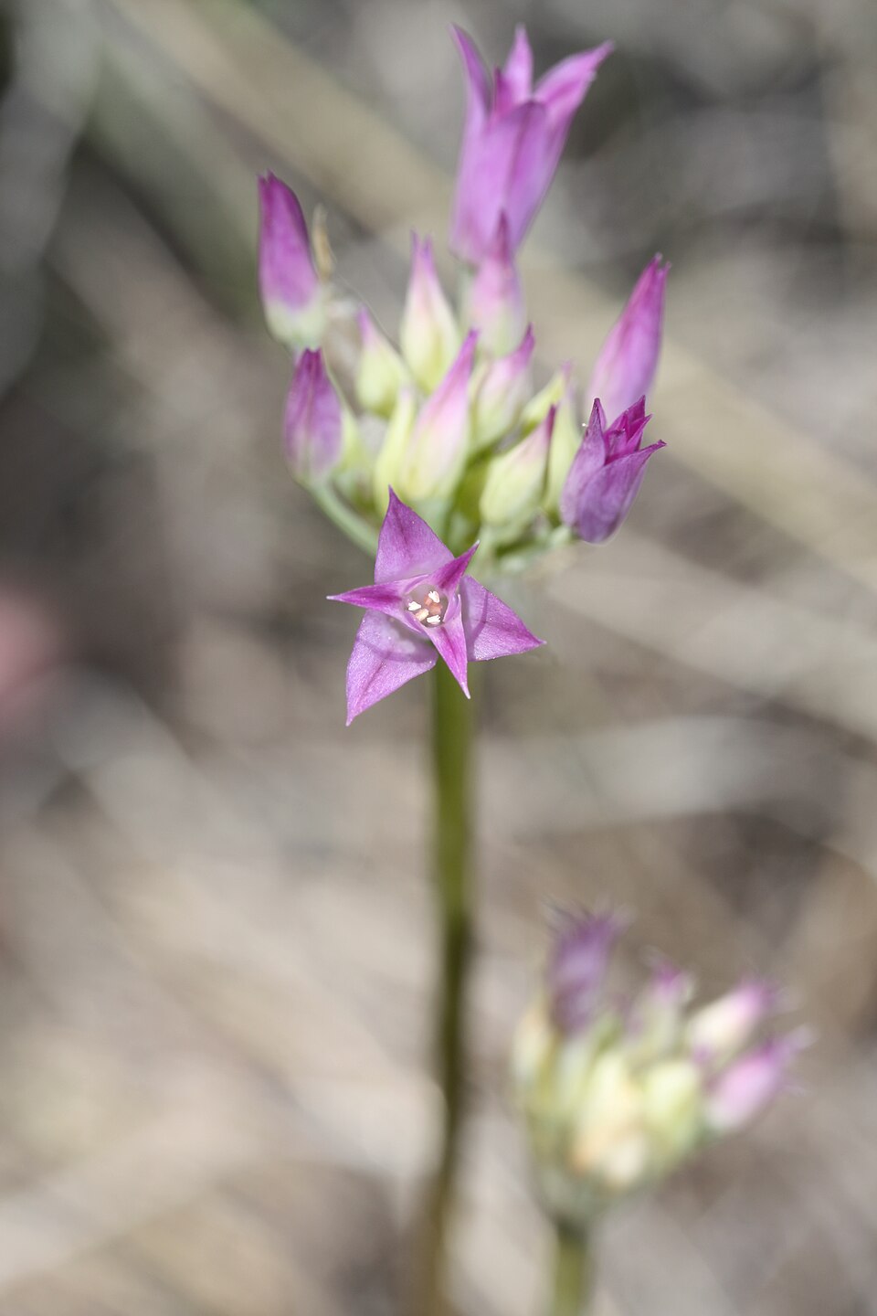 Allium acuminatum (Hooker's Onion) (alternate view 7)