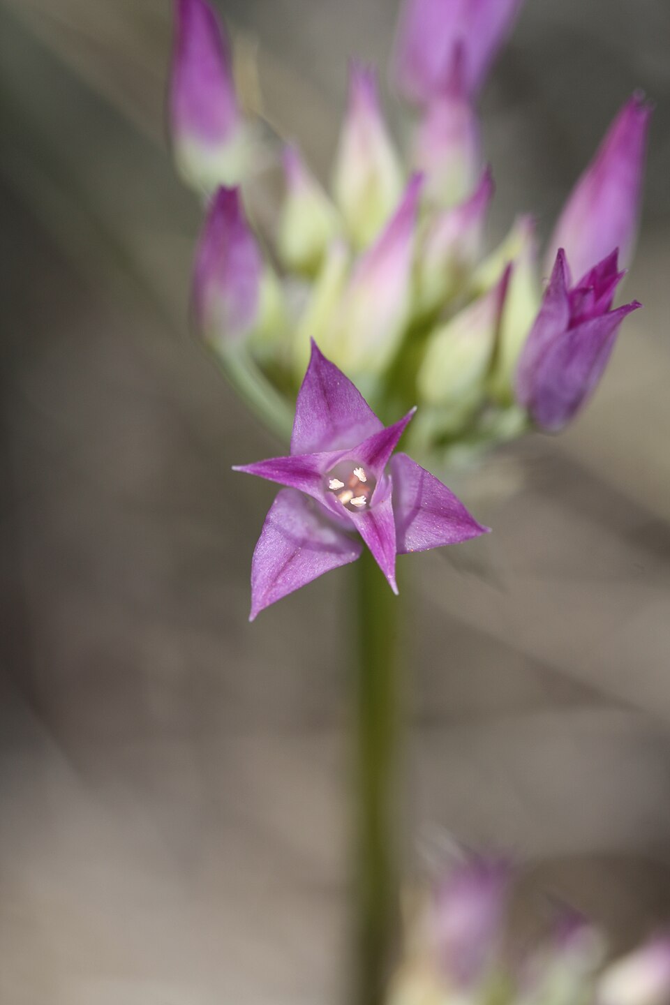 Allium acuminatum (Hooker's Onion) (alternate view 8)