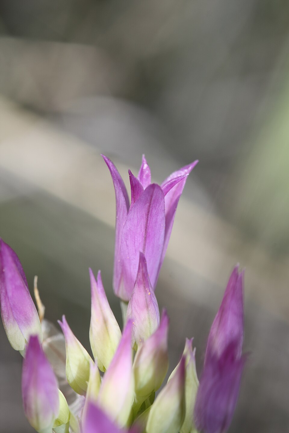 Allium acuminatum (Hooker's Onion) (alternate view 9)