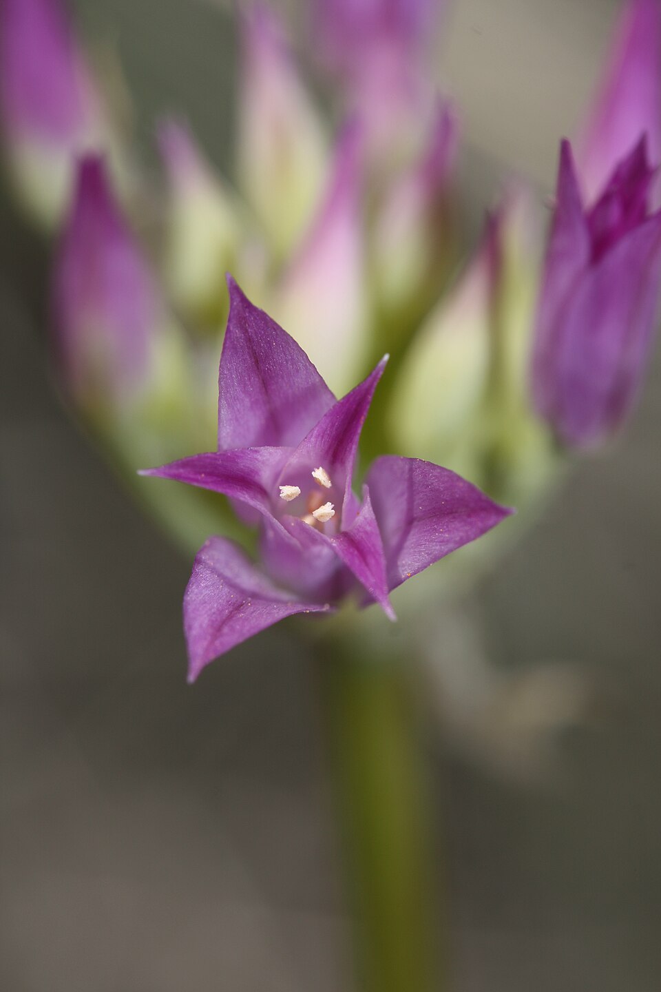 Allium acuminatum (Hooker's Onion) (alternate view 10)