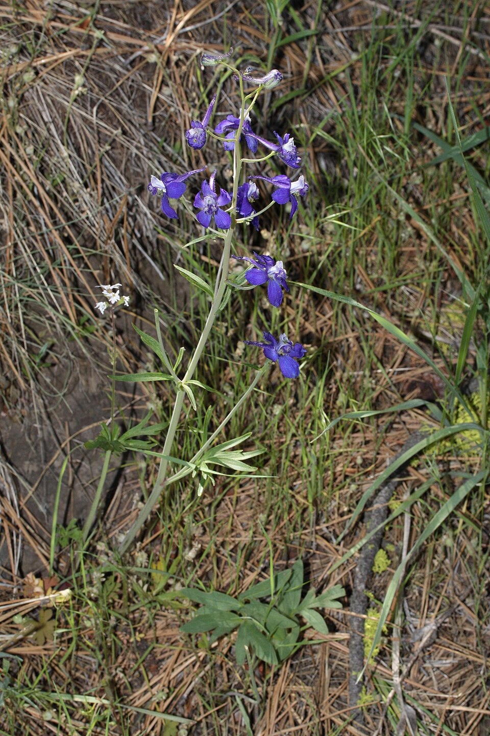 Delphinium nuttallianum (Upland Larkspur) (alternate view 6)
