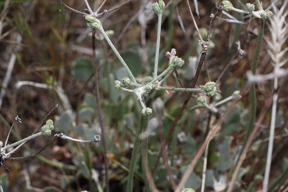 Eriogonum strictum (Strict Buckwheat) (alternate view 6)
