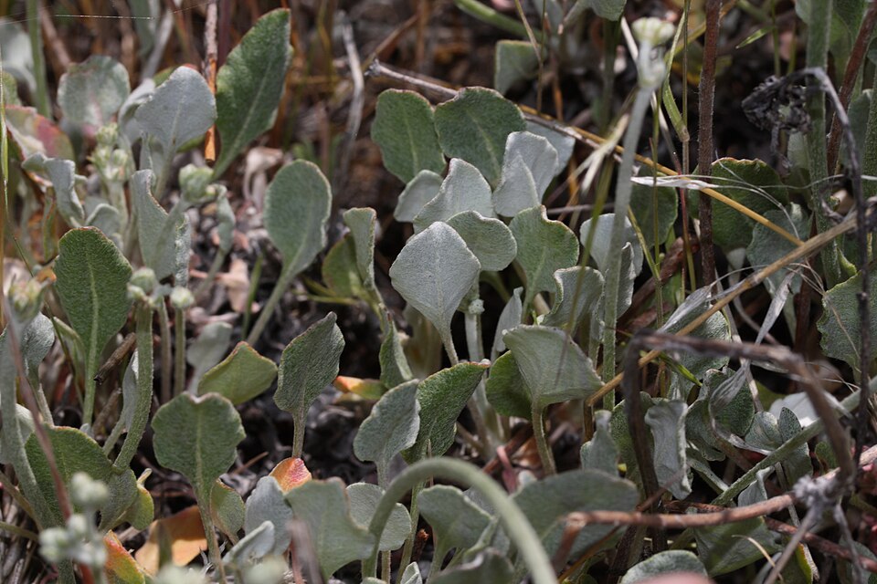 Eriogonum strictum (Strict Buckwheat) (alternate view 7)