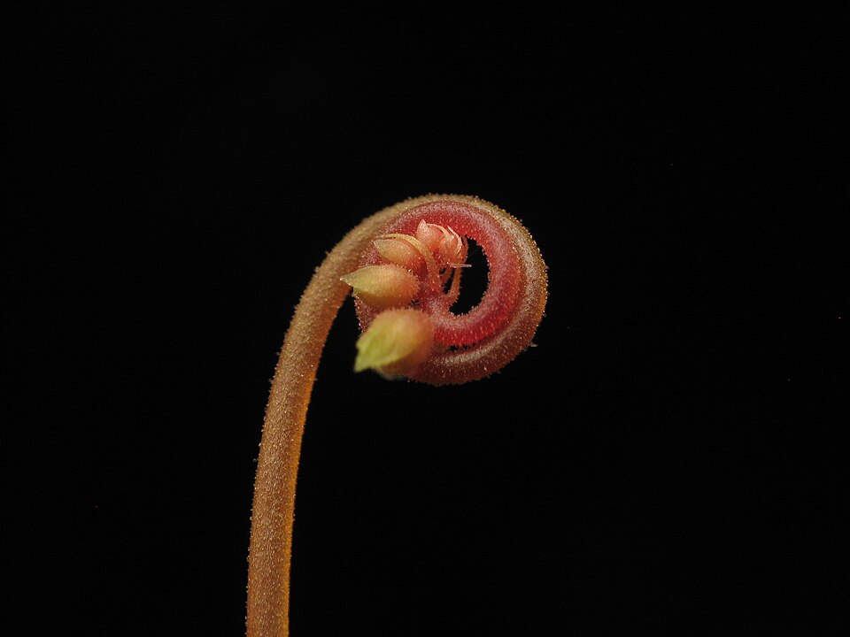 Drosera capillaris (Pink Sundew) (alternate view 8)