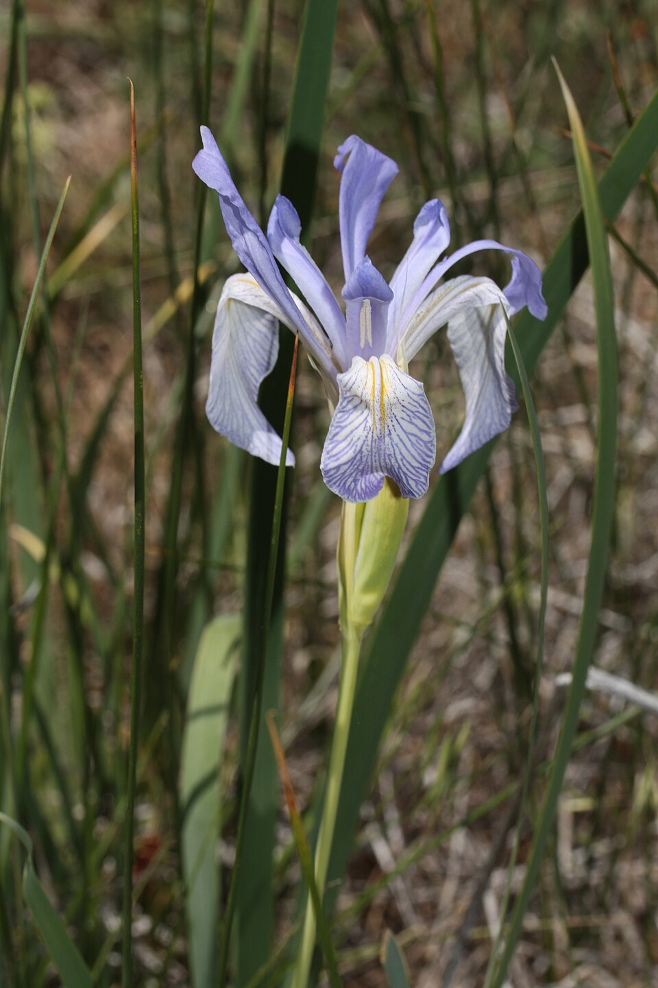 Iris missouriensis (Western Blue Flag Iris) (alternate view 8)