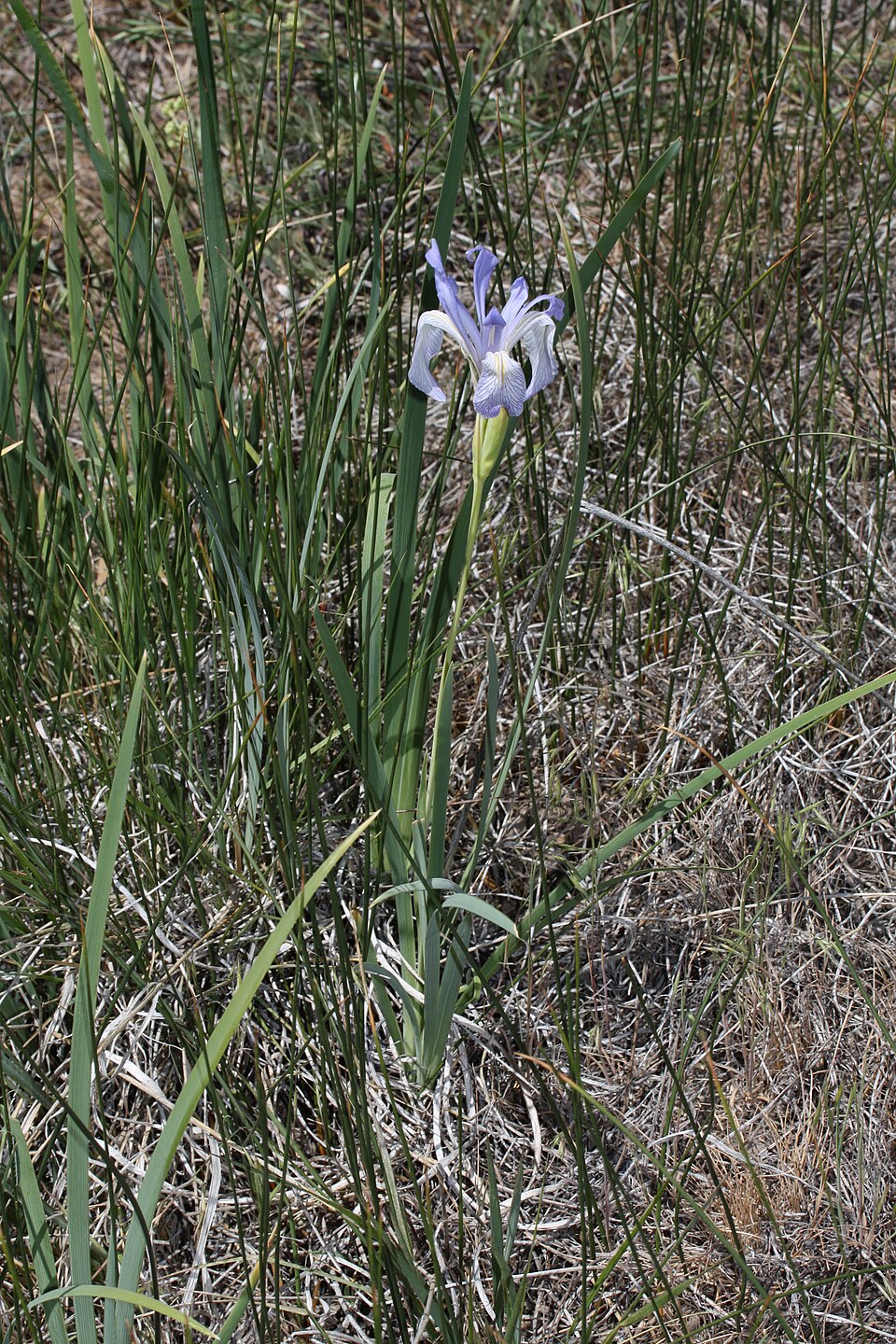 Iris missouriensis (Western Blue Flag Iris) (alternate view 9)