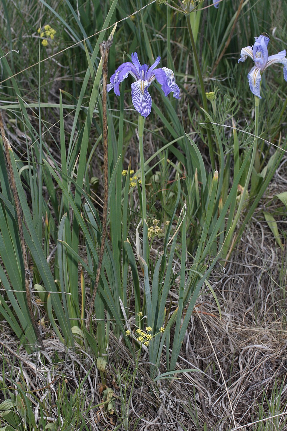 Iris missouriensis (Western Blue Flag Iris) (alternate view 10)