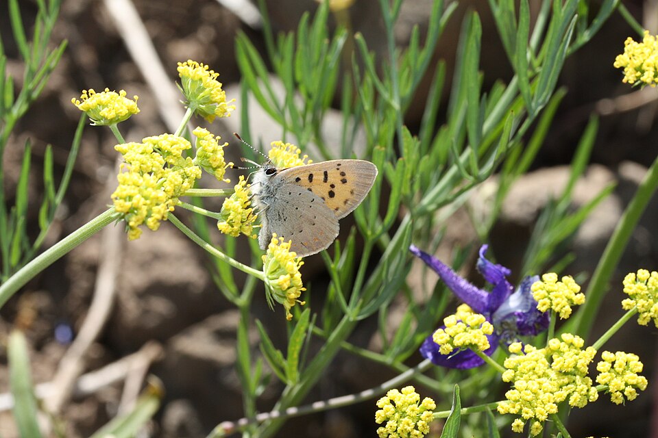 Lomatium triternatum (Ternate Desert-parsley)