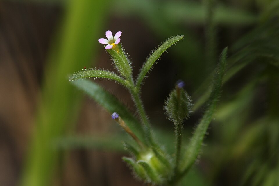 Microsteris gracilis (slender phlox) (alternate view 6)