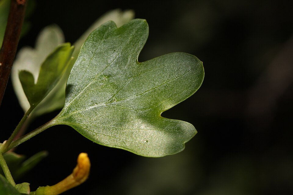 Ribes aureum (Golden Currant) (alternate view 9)