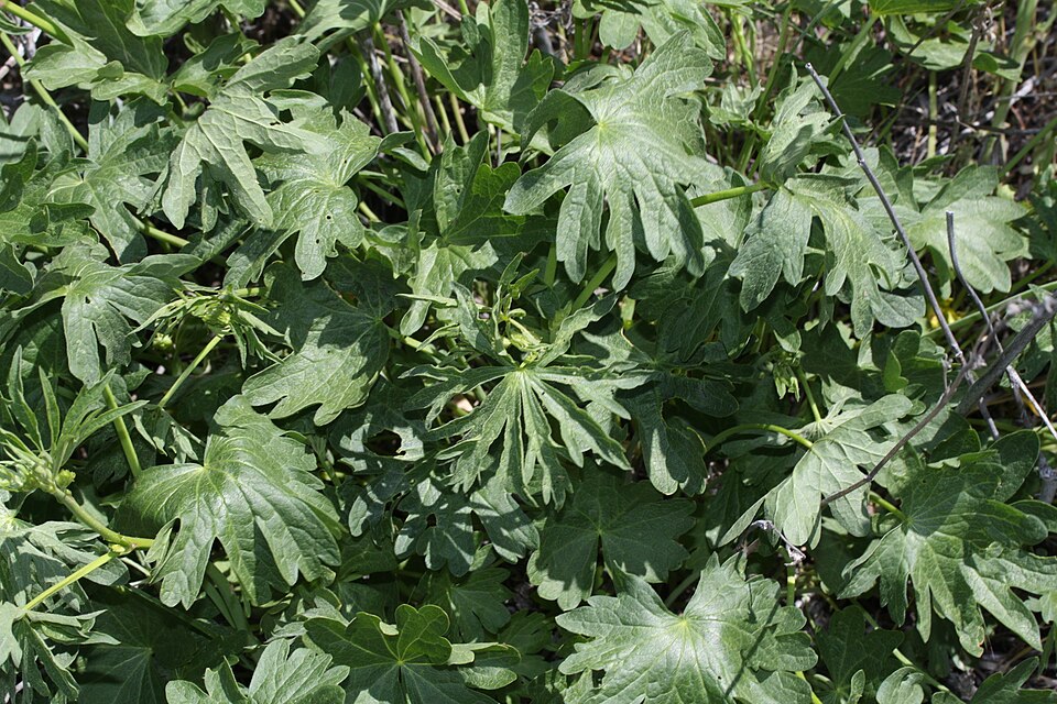Sidalcea oregana (Oregon Checker-Mallow) (alternate view 6)