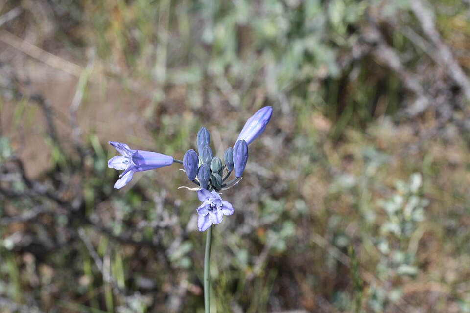 Triteleia grandiflora (large-flowered triteleia)