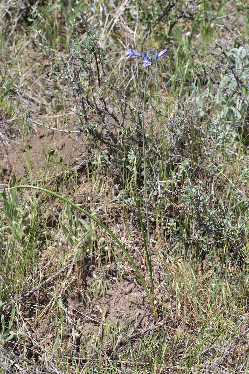 Triteleia grandiflora (large-flowered triteleia) (alternate view 2)