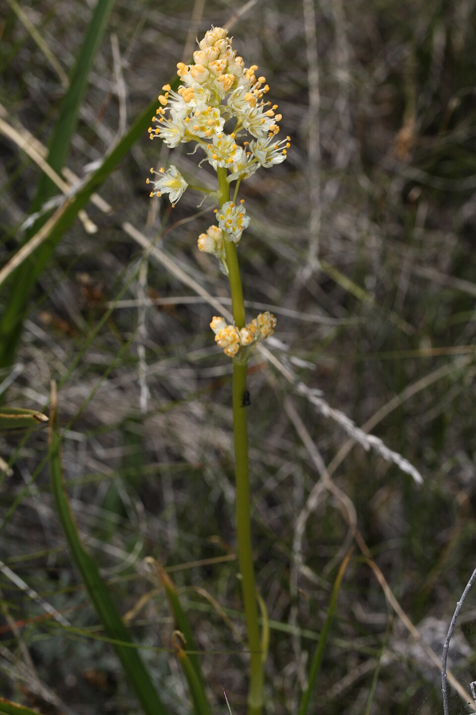 Toxicoscordion paniculatum (foothill deathcamas) (alternate view 4)