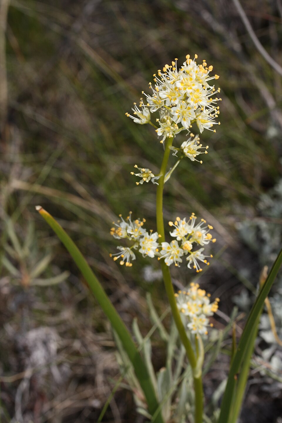 Toxicoscordion paniculatum (foothill deathcamas) (alternate view 5)