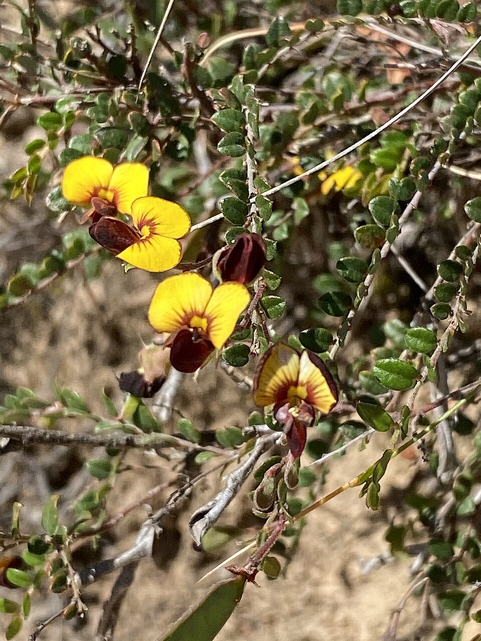 Bossiaea prostrata (creeping bossiaea) (alternate view 7)