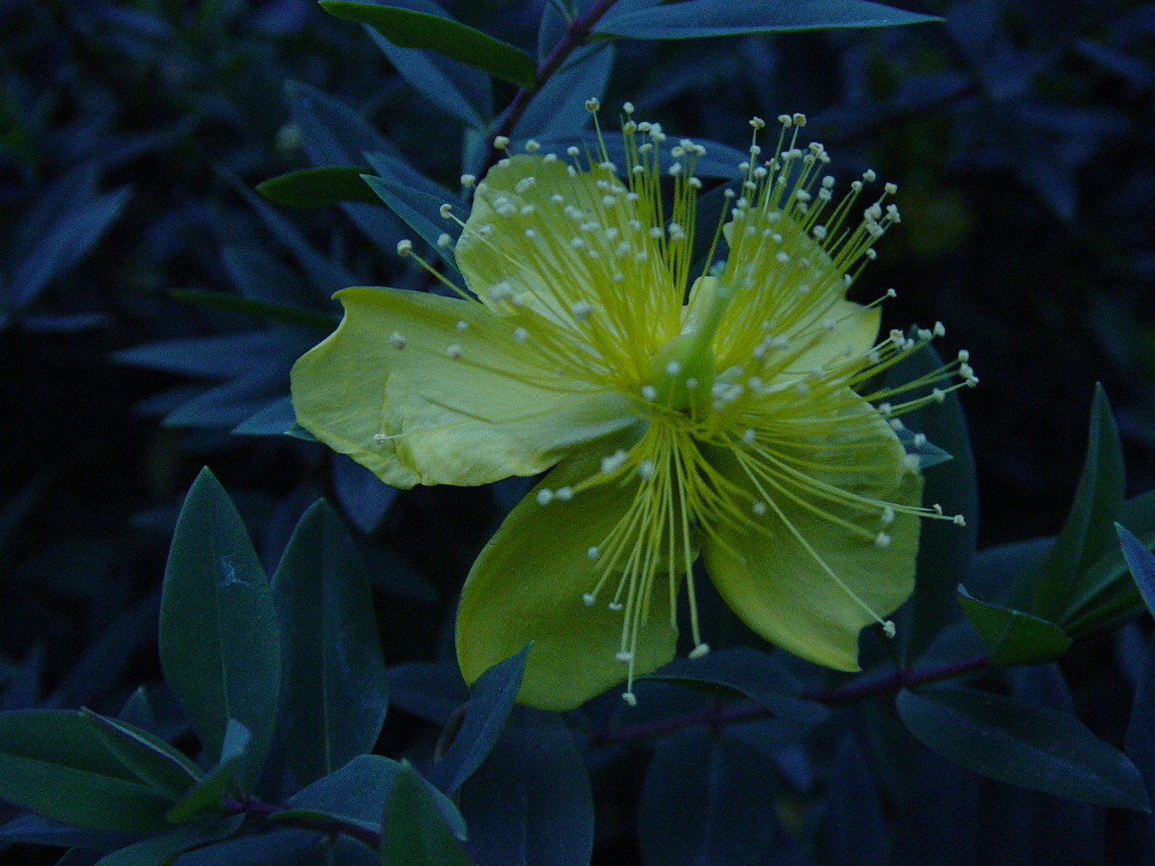 Hypericum monogynum, Chinese St John's wort — mounding semi-evergreen (Hypericaceae) (image 10 of 10)