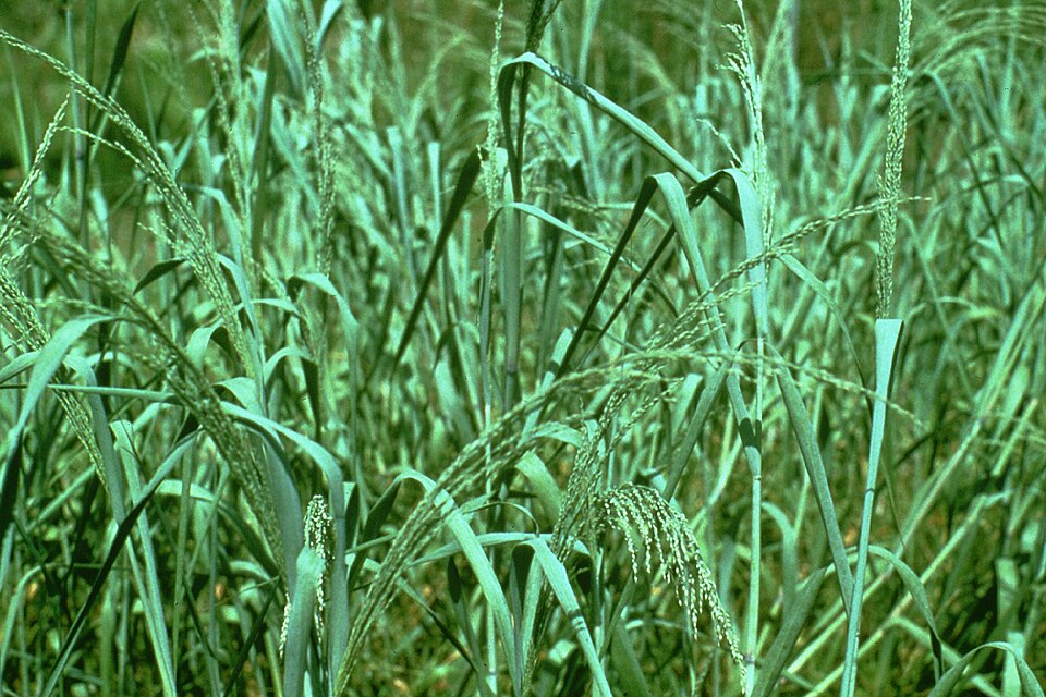 Panicum amarum (Bitter Panicgrass) (alternate view 6)