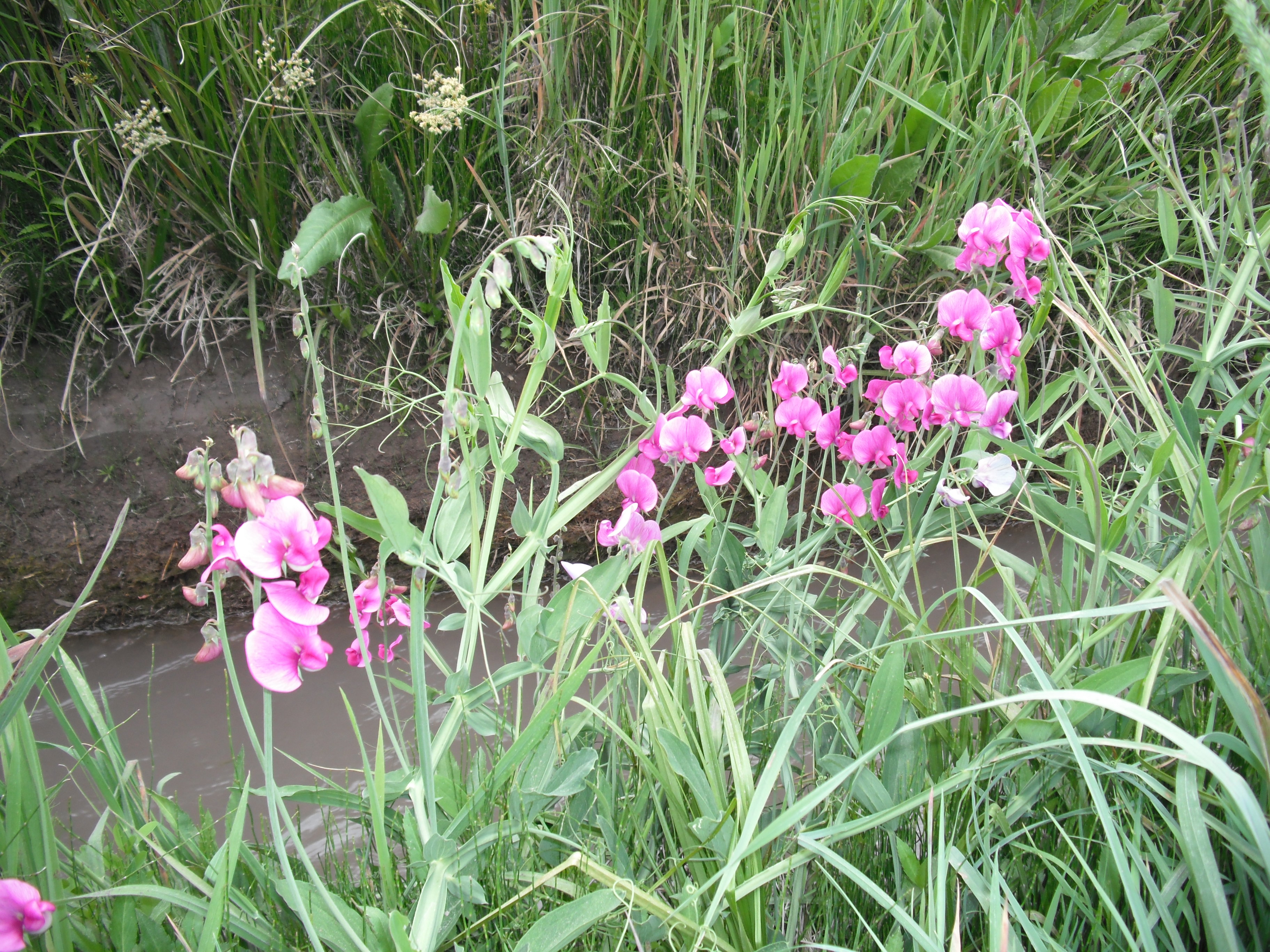 Lathyrus odoratus, Sweet pea — climbing (Fabaceae) (image 1 of 9)