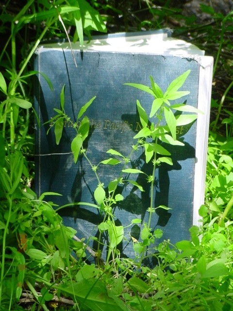 Parietaria pensylvanica (Pennsylvania pellitory) (alternate view 5)