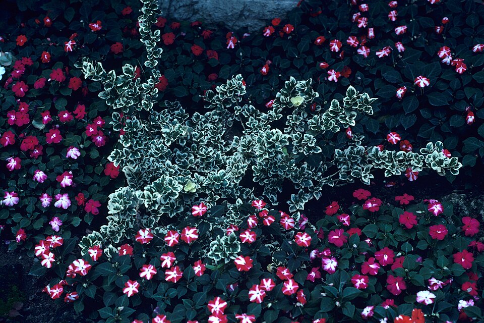 Euonymus fortunei 'Emerald Gaiety' (Emerald Gaiety Euonymus)