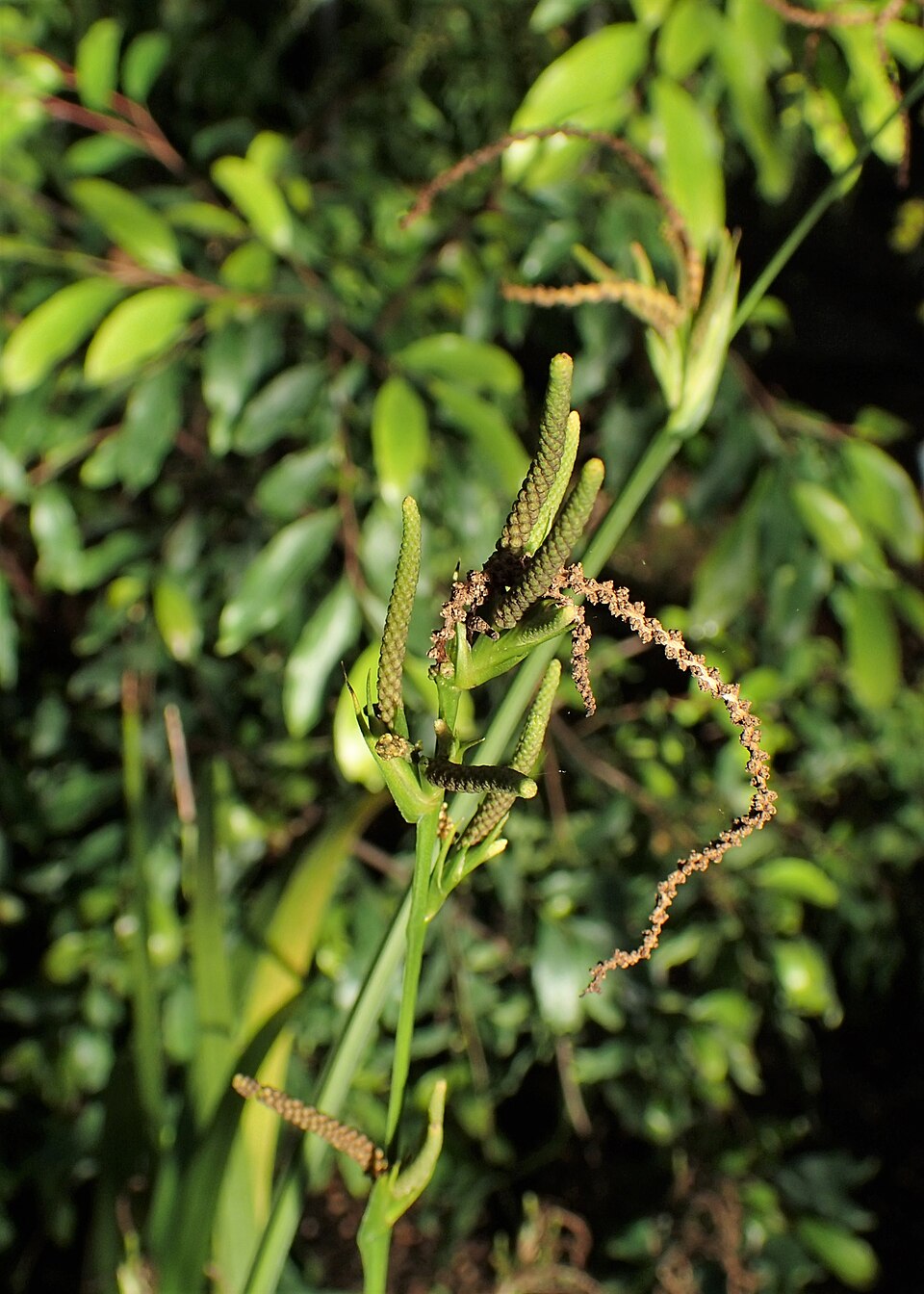 Gymnostachys anceps (settler's flax) (alternate view 7)