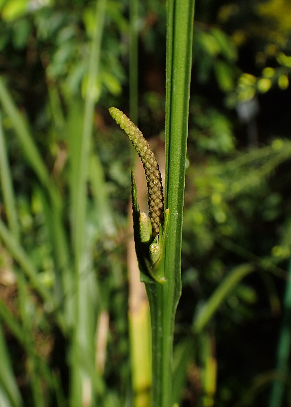 Gymnostachys anceps (settler's flax) (alternate view 8)