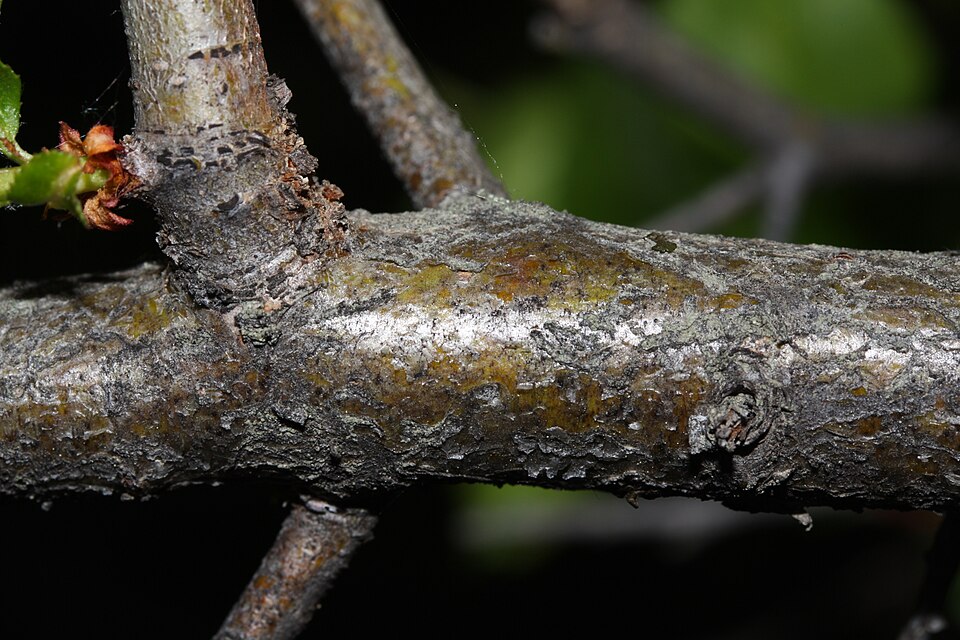 Crataegus douglasii (Black Hawthorn) (alternate view 7)