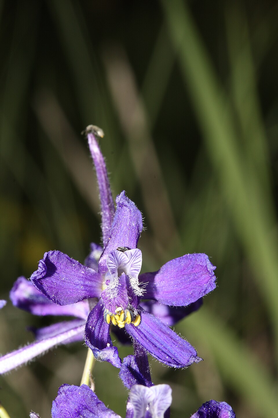 Delphinium nuttallianum (Upland Larkspur) (alternate view 7)
