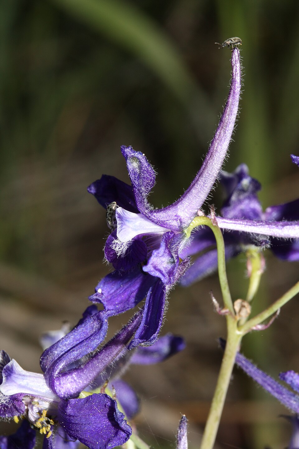Delphinium nuttallianum (Upland Larkspur) (alternate view 8)