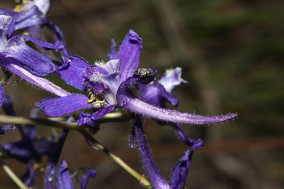 Delphinium nuttallianum (Upland Larkspur) (alternate view 9)
