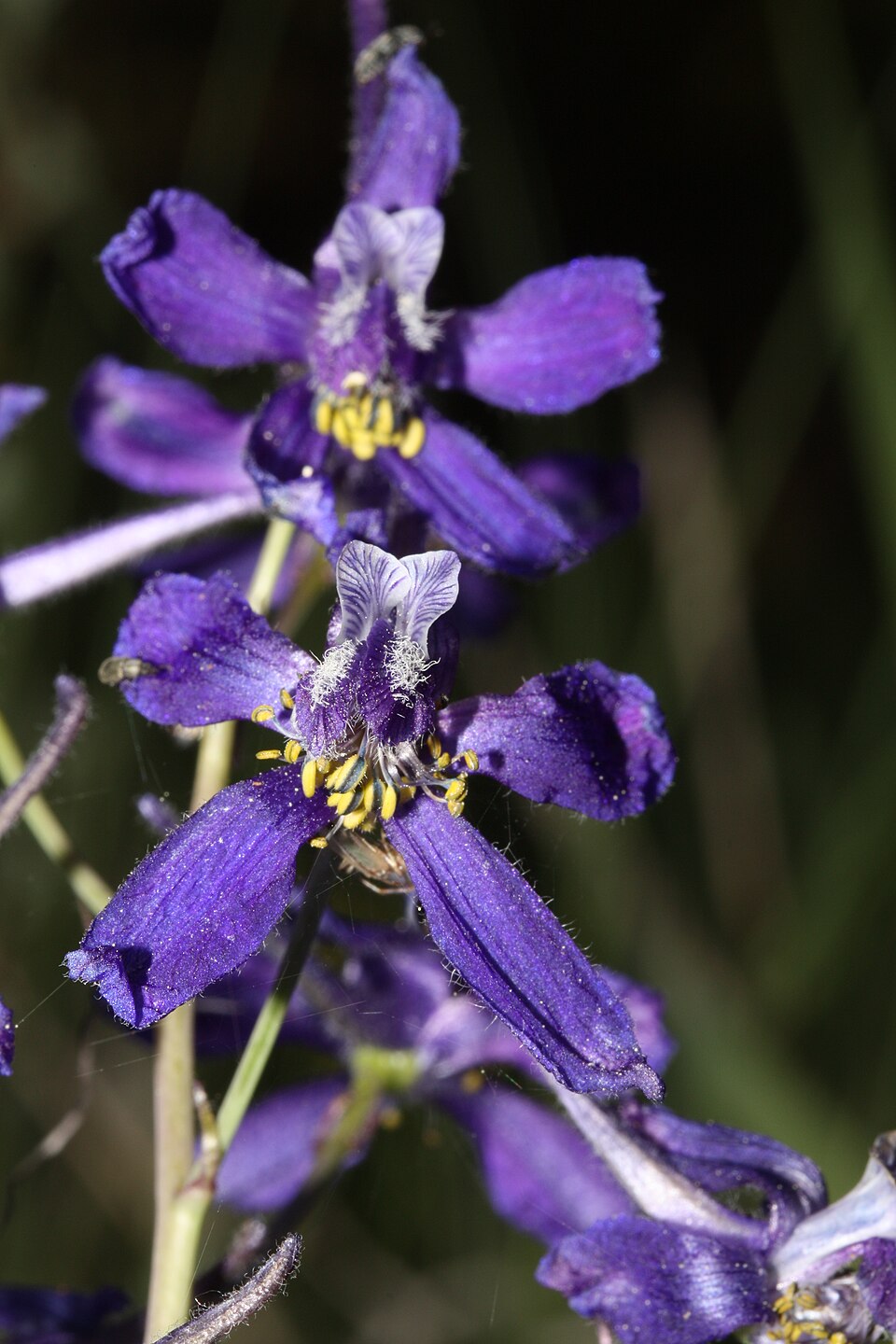 Delphinium nuttallianum (Upland Larkspur) (alternate view 10)