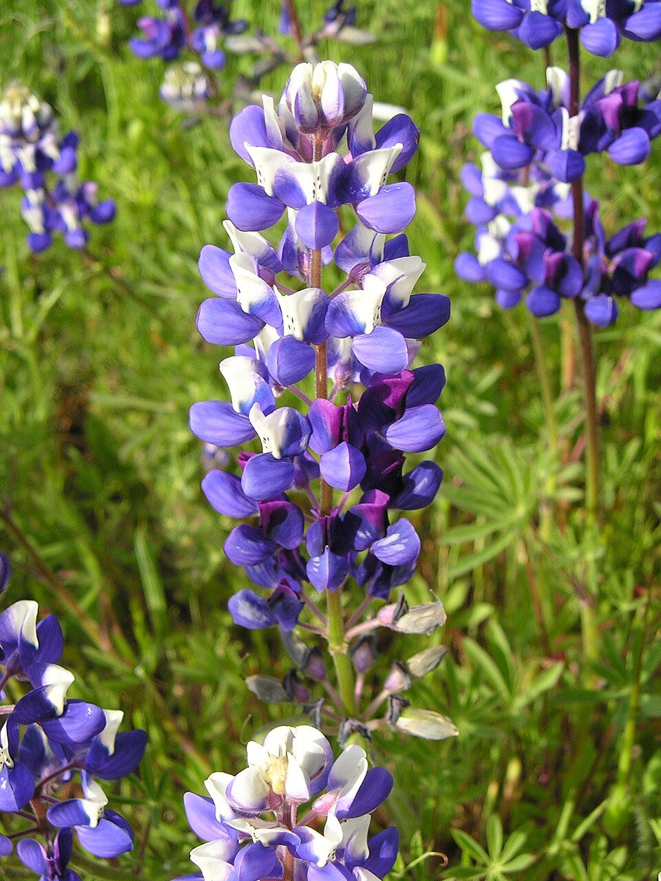 Lupinus bicolor (Miniature Lupine)