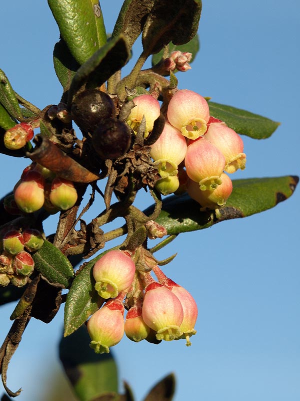 Xylococcus bicolor (mission manzanita) (alternate view 8)