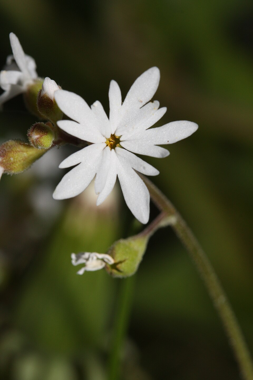 Lithophragma parviflorum (smallflower woodland star) (alternate view 10)