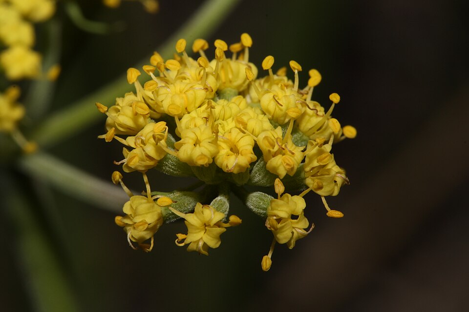 Lomatium triternatum (Ternate Desert-parsley) (alternate view 2)