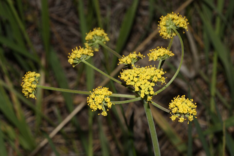 Lomatium triternatum (Ternate Desert-parsley) (alternate view 3)