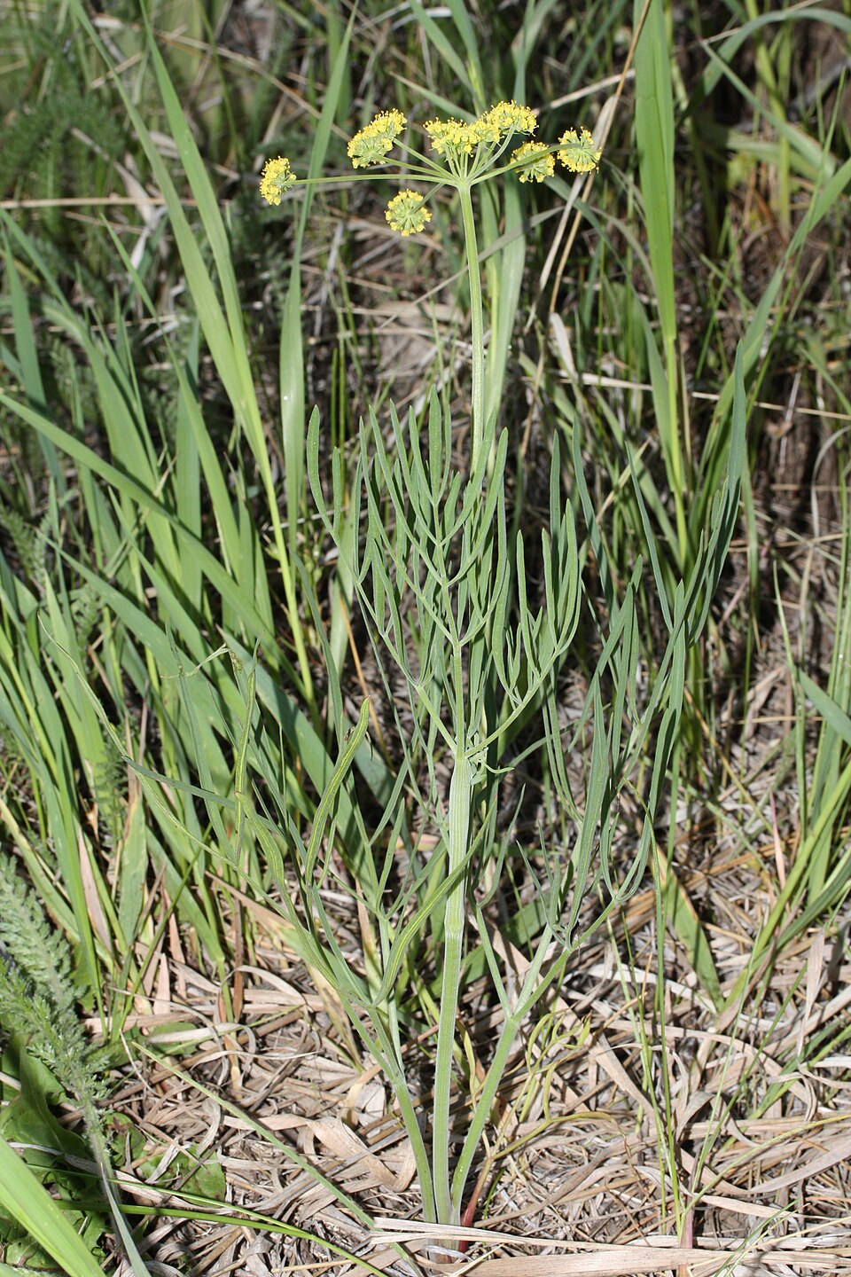 Lomatium triternatum (Ternate Desert-parsley) (alternate view 4)
