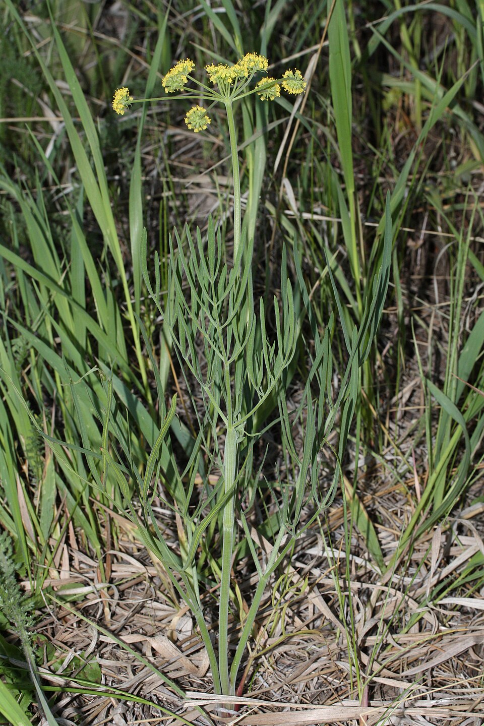 Lomatium triternatum (Ternate Desert-parsley) (alternate view 5)