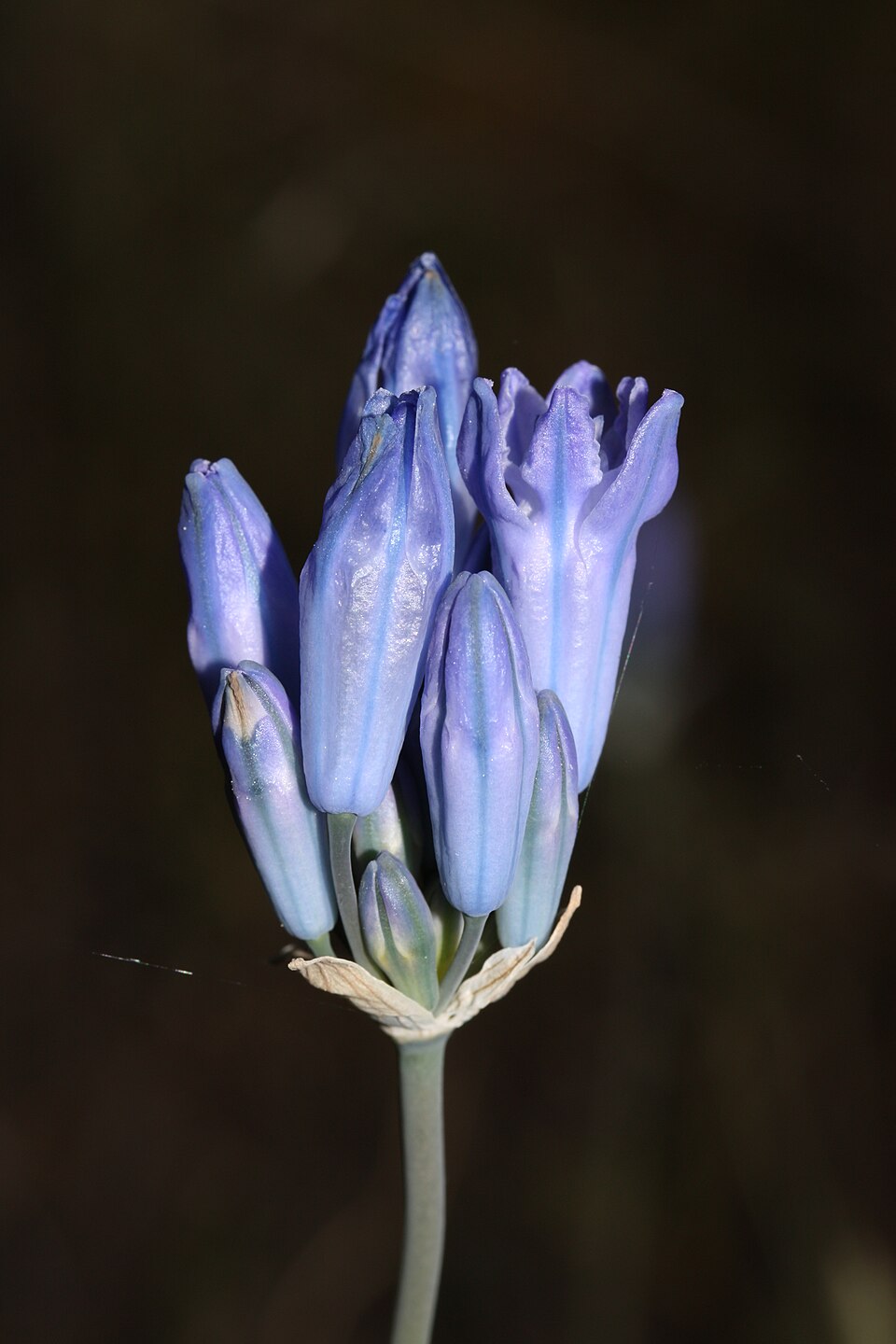 Triteleia grandiflora (large-flowered triteleia) (alternate view 3)